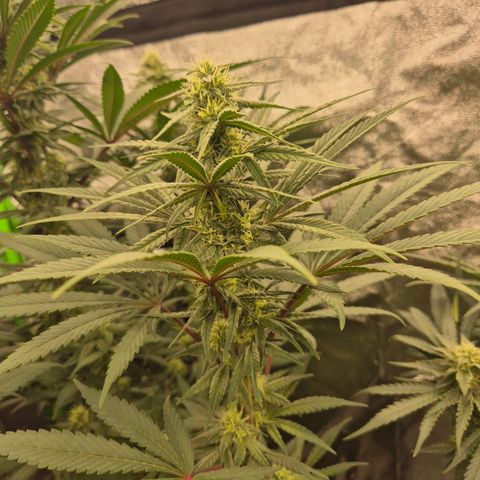 ICE 💚🧊 (63-70bt) growlog timeline photo