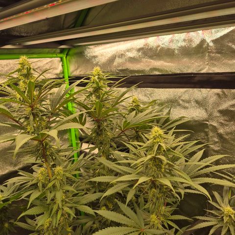 ICE 💚🧊 (63-70bt) growlog timeline photo