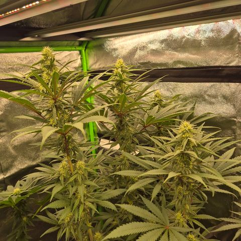 ICE 💚🧊 (63-70bt) growlog timeline photo