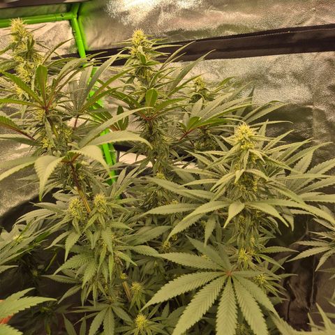 ICE 💚🧊 (63-70bt) growlog timeline photo