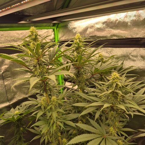 ICE 💚🧊 (63-70bt) growlog timeline photo