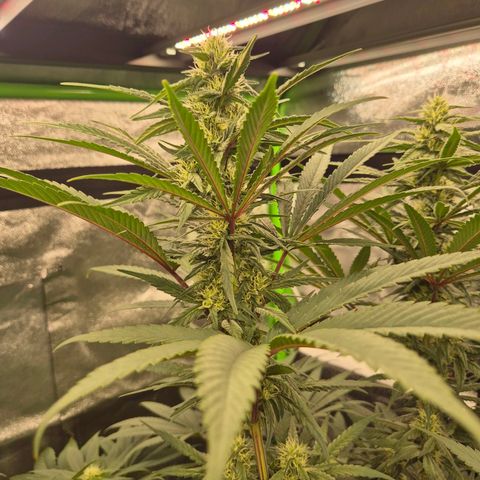 ICE 💚🧊 (63-70bt) growlog timeline photo