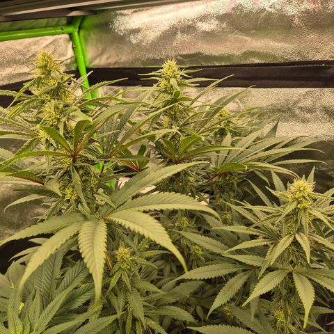 ICE 💚🧊 (63-70bt) growlog timeline photo
