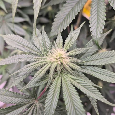 Mimosa evo stecki  🍊🍋🍍 (65-70bt) growlog timeline photo