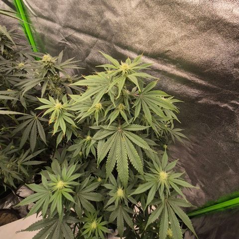 Mimosa evo stecki  🍊🍋🍍 (65-70bt) growlog timeline photo