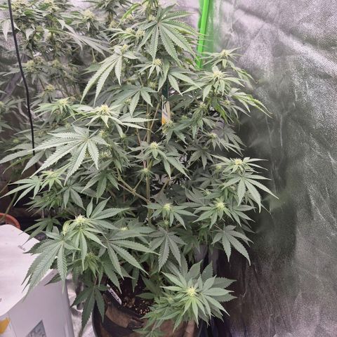 Mimosa evo stecki  🍊🍋🍍 (65-70bt) growlog timeline photo