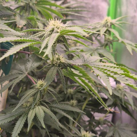 Mimosa evo stecki  🍊🍋🍍 (65-70bt) growlog timeline photo