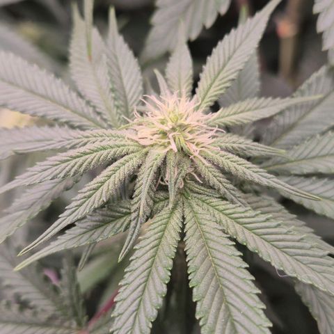Mimosa evo stecki  🍊🍋🍍 (65-70bt) growlog timeline photo