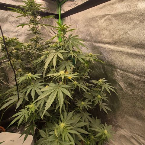 Mimosa evo stecki  🍊🍋🍍 (65-70bt) growlog timeline photo