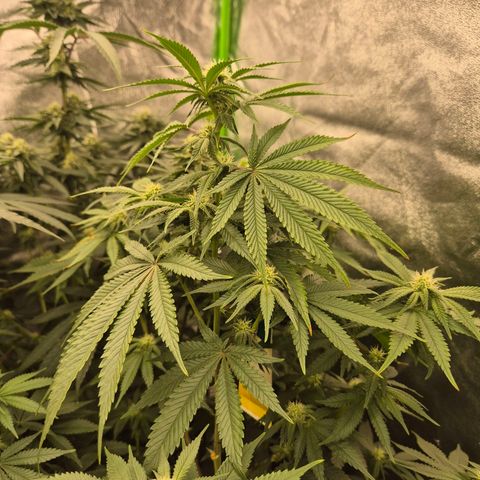 Mimosa evo stecki  🍊🍋🍍 (65-70bt) growlog timeline photo