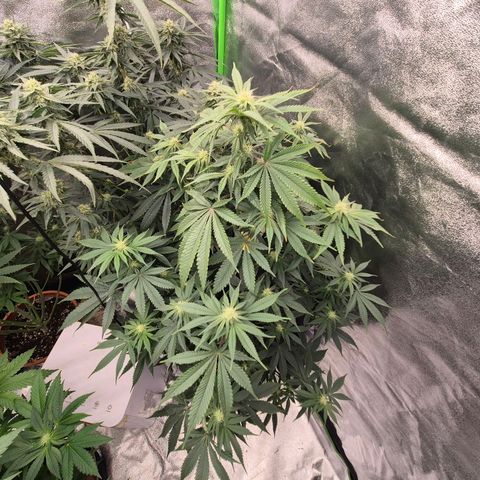 Mimosa evo stecki  🍊🍋🍍 (65-70bt) growlog timeline photo