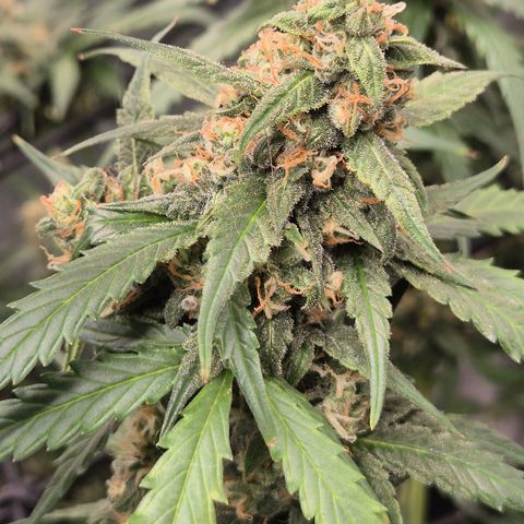 LSD auto (63-70 Tage ab Keimung) growlog timeline photo