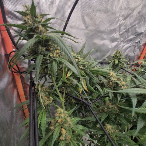 LSD auto (63-70 Tage ab Keimung) growlog timeline photo