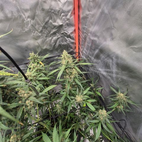 LSD auto (63-70 Tage ab Keimung) growlog timeline photo