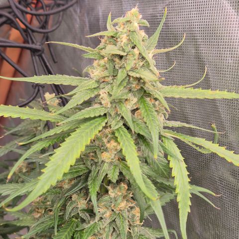 LSD auto (63-70 Tage ab Keimung) growlog timeline photo