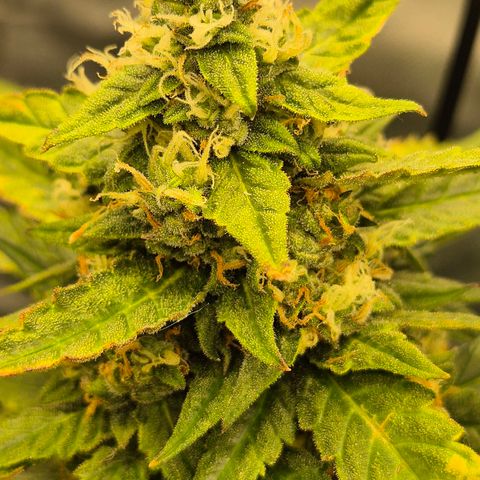 LSD auto (63-70 Tage ab Keimung) growlog timeline photo