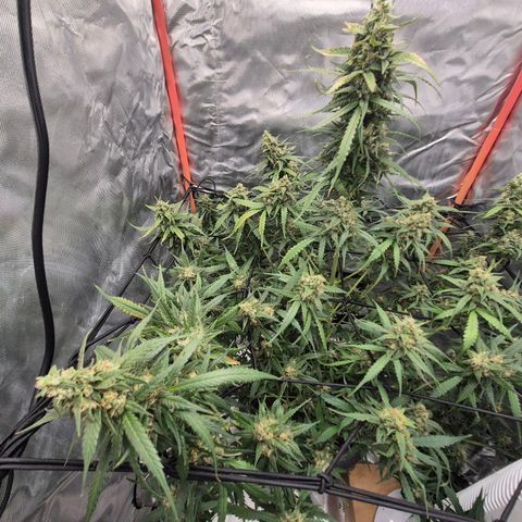 LSD auto (63-70 Tage ab Keimung) growlog timeline photo