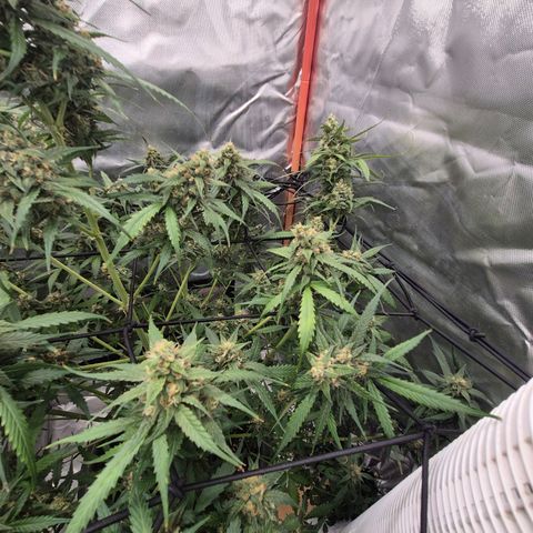 LSD auto (63-70 Tage ab Keimung) growlog timeline photo