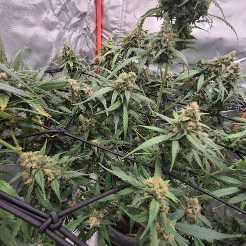 LSD auto (63-70 Tage ab Keimung) growlog timeline photo