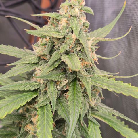 LSD auto (63-70 Tage ab Keimung) growlog timeline photo