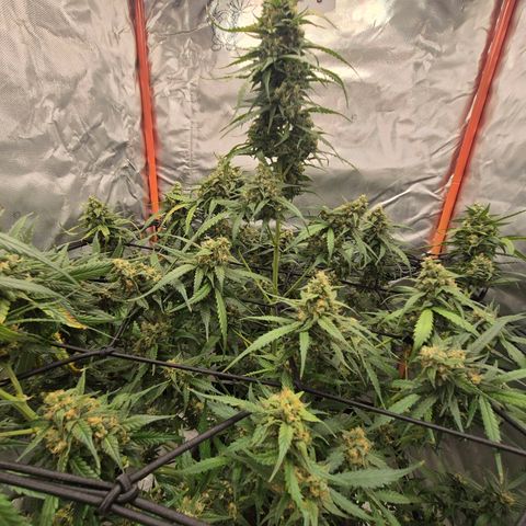 LSD auto (63-70 Tage ab Keimung) growlog timeline photo