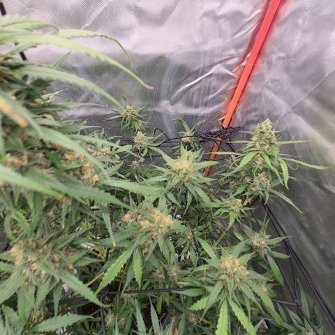 LSD auto (63-70 Tage ab Keimung) growlog timeline photo