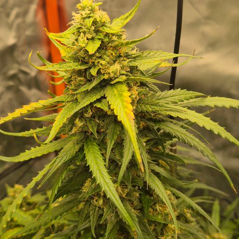 LSD auto (63-70 Tage ab Keimung) growlog timeline photo