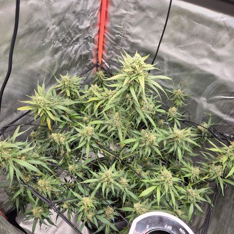 LSD auto (63-70 Tage ab Keimung) growlog timeline photo