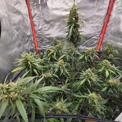 LSD auto (63-70 Tage ab Keimung) growlog photo: Die ernte rückt näher 😍👌