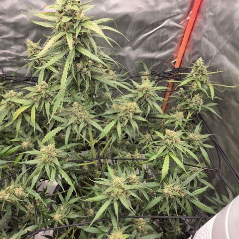 LSD auto (63-70 Tage ab Keimung) growlog timeline photo