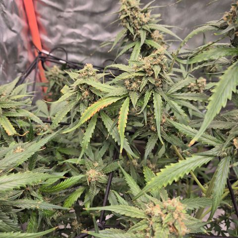 LSD auto (63-70 Tage ab Keimung) growlog photo: Die ernte rückt näher 😍👌
