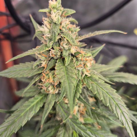 LSD auto (63-70 Tage ab Keimung) growlog timeline photo