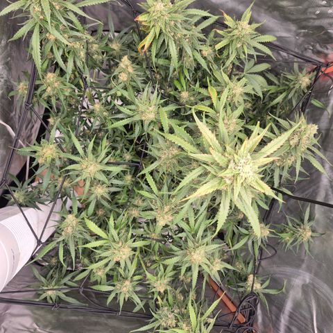 LSD auto (63-70 Tage ab Keimung) growlog photo: Die ernte rückt näher 😍👌
