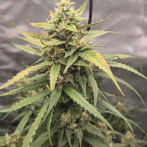 LSD auto (63-70 Tage ab Keimung) growlog timeline photo