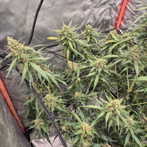 LSD auto (63-70 Tage ab Keimung) growlog timeline photo