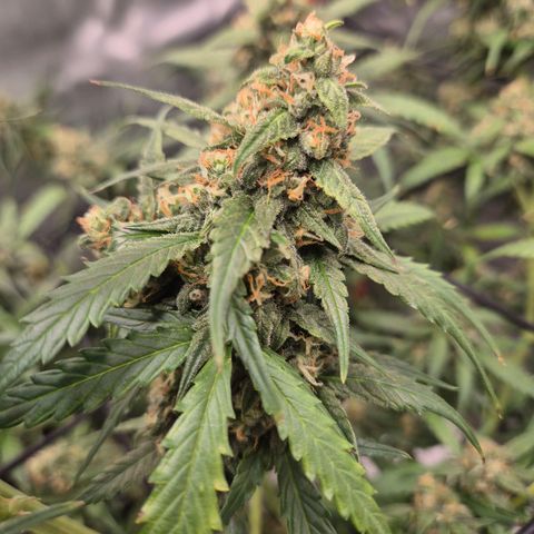 LSD auto (63-70 Tage ab Keimung) growlog photo: Die ernte rückt näher 😍👌