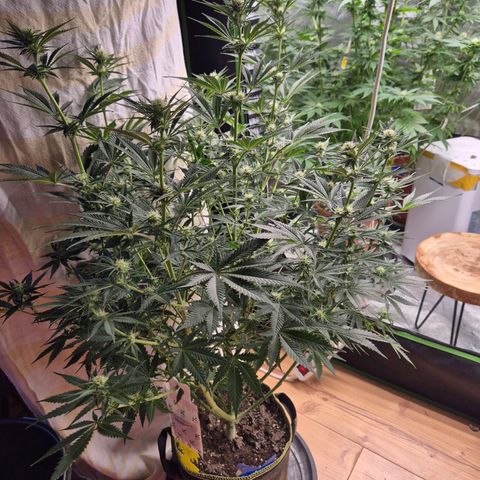 Tangerine dream 🌴 (60-65bt)  growlog timeline photo