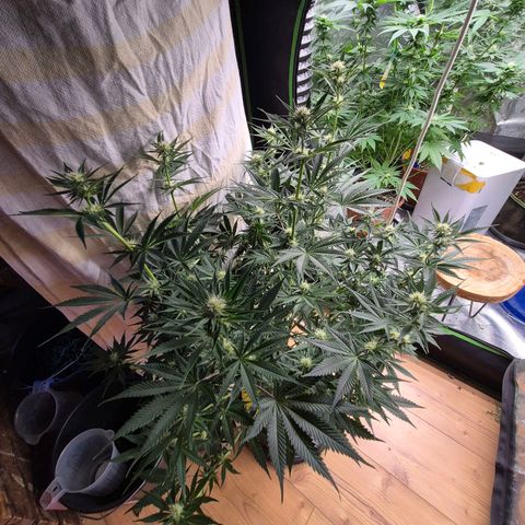Tangerine dream 🌴 (60-65bt)  growlog timeline photo