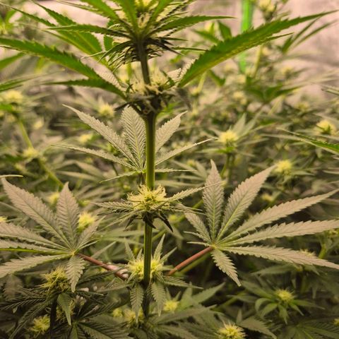Tangerine dream 🌴 (60-65bt)  growlog timeline photo
