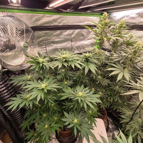 💚Bubba kush 🦝 (56-63 BT) growlog timeline photo