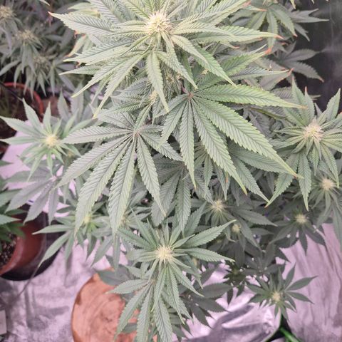 Mimosa evo stecki  🍊🍋🍍 (65-70bt) growlog timeline photo