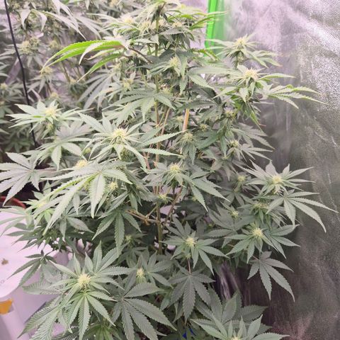 Mimosa evo stecki  🍊🍋🍍 (65-70bt) growlog timeline photo