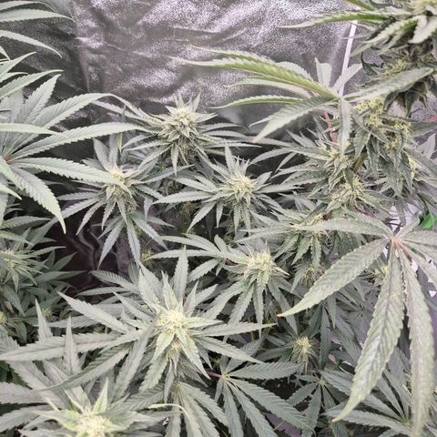 Ice cream cake 🍰 & permanent marker🖊(65-73bt) growlog timeline photo