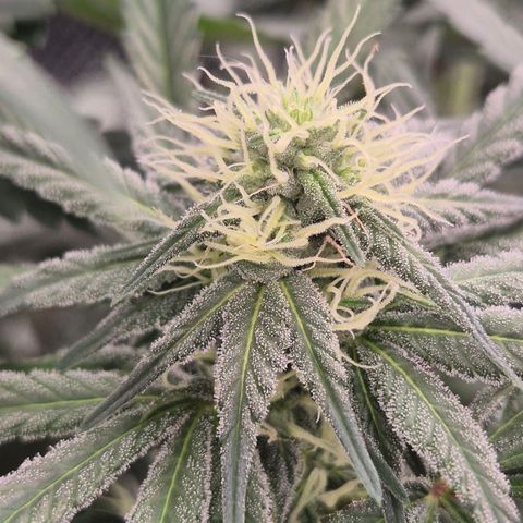 ICE 💚🧊 (63-70bt) growlog timeline photo