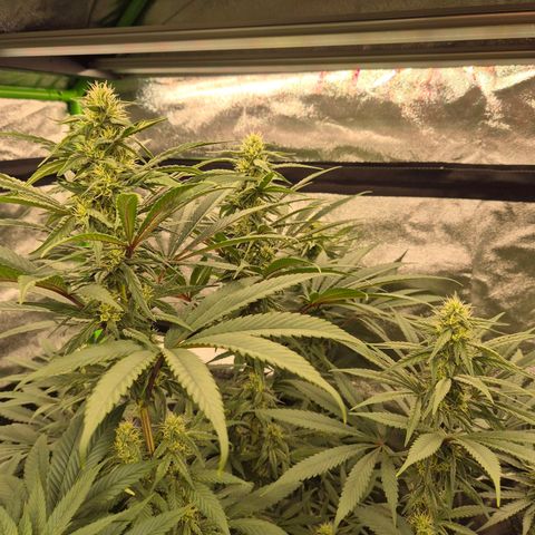 ICE 💚🧊 (63-70bt) growlog timeline photo