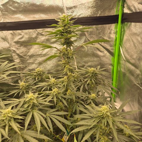 Ice cream cake 🍰 & permanent marker🖊(65-73bt) growlog timeline photo