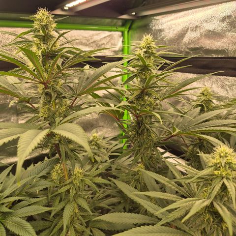 ICE 💚🧊 (63-70bt) growlog timeline photo