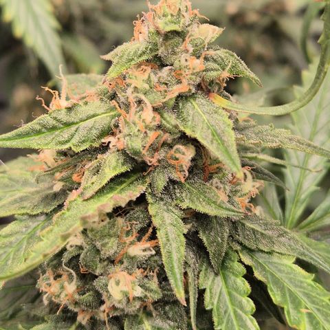 LSD auto (63-70 Tage ab Keimung) growlog timeline photo