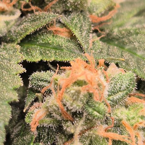 LSD auto (63-70 Tage ab Keimung) growlog timeline photo