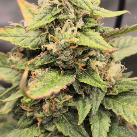 LSD auto (63-70 Tage ab Keimung) growlog timeline photo